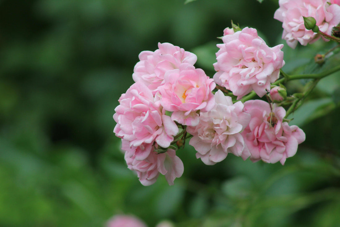 Plant Journal : Rosa damascena