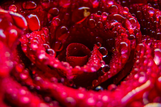 The Skin-Loving Benefits of Moroccan Rose Water