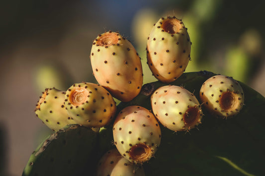 zoom on prickly pear fruits. 